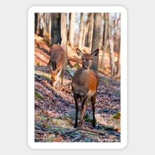 Young Red Deer Sticker